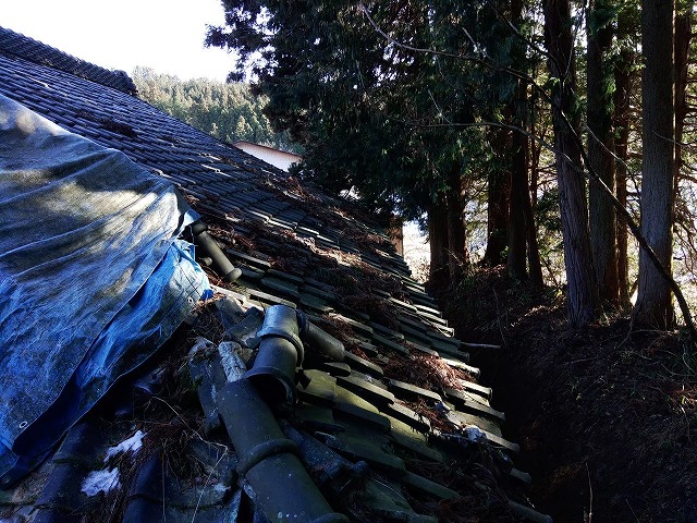 目の前の木から落下した葉が瓦屋根に大量に残っている状態