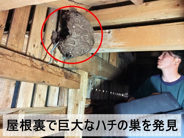 屋根裏に巨大なハチの巣を発見