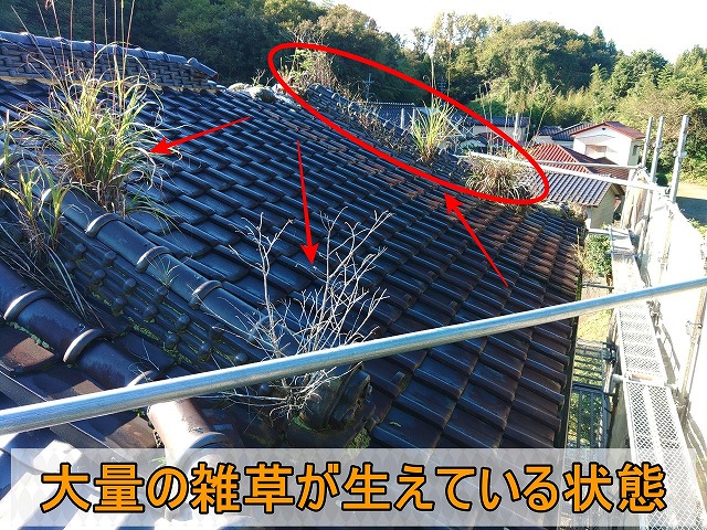 瓦屋根に大量の雑草が生えている状態