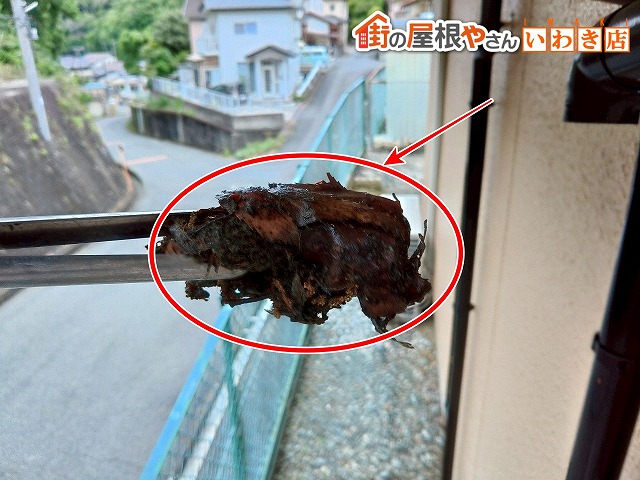 福島県いわき市 竪樋に詰まっていた枯葉などを除去しているところ