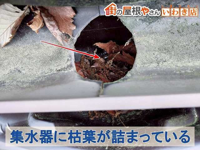 福島県いわき市 集水器に枯葉が詰まっている状態