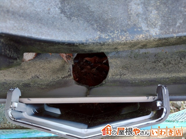 福島県いわき市 集水器に枯葉が詰まっている状態