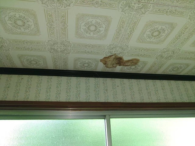 天井の一部にシミが見られる