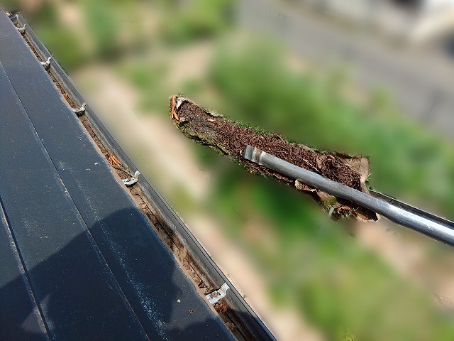 トングを使って落ち葉や土砂を取り除いている様子